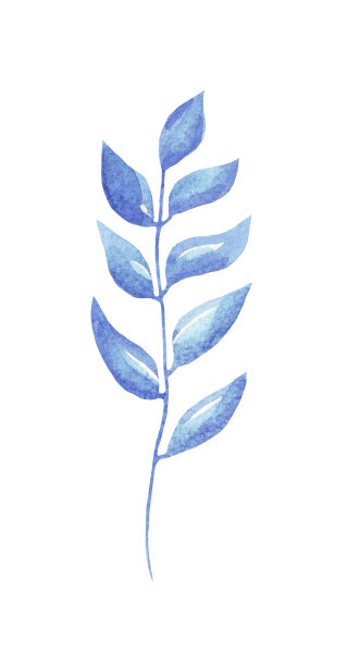 蓝草。水彩插图。冬天的元素图片下载