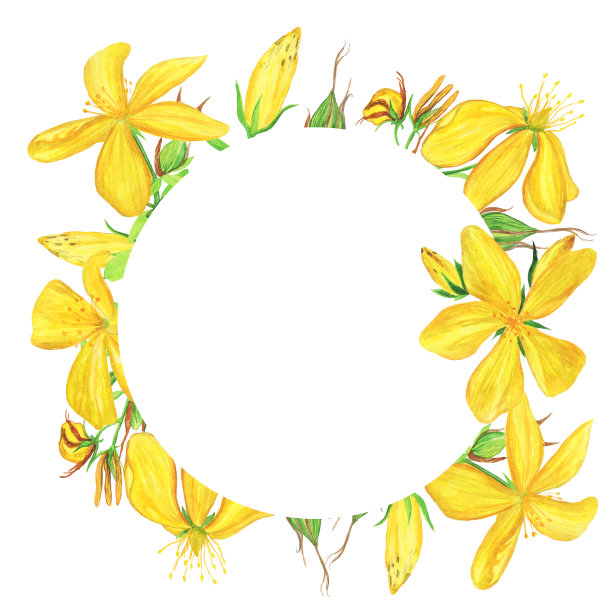 圣约翰麦汁在圆圈框架孤立的白色背景。水彩手绘插图。贯叶连翘的黄花。图片下载