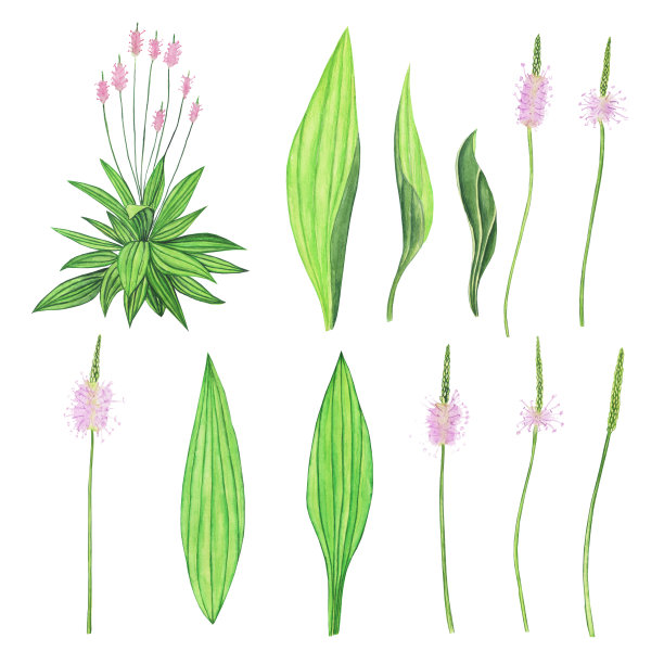 设置大蕉披针形元素孤立的白色背景。水彩手绘插图。车前草或英国车前草属植物。图片下载