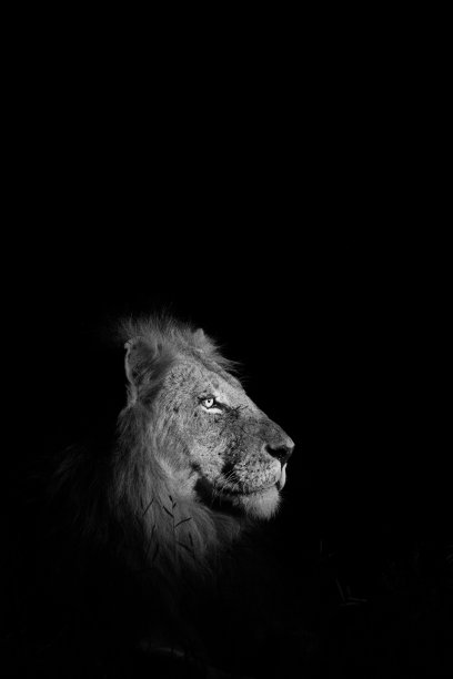 狮子黑白图片下载