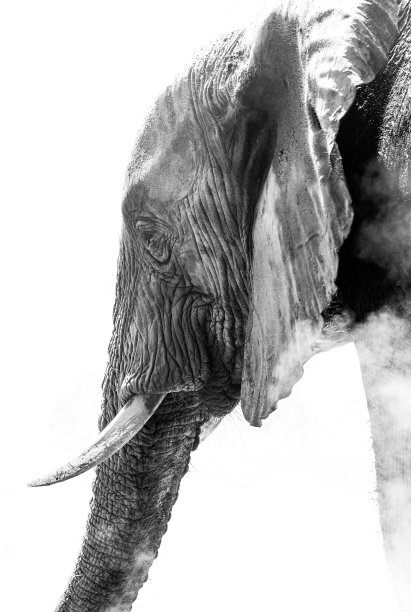 大象黑白相间图片下载