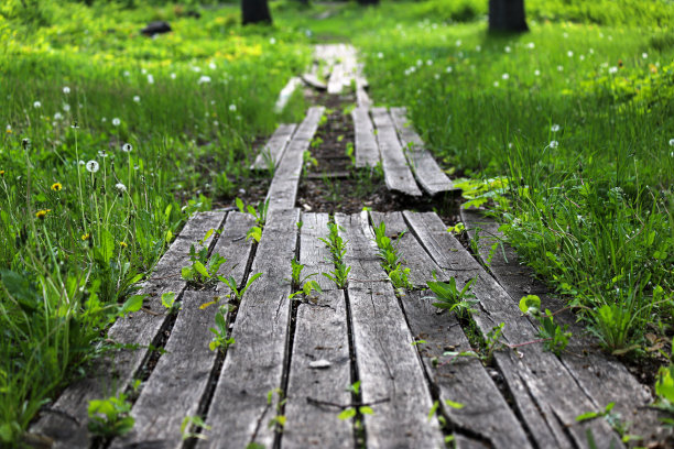 公园里一条破旧的木道，木板不见了，木板之间种着绿色的小植物。照片的角度图片下载