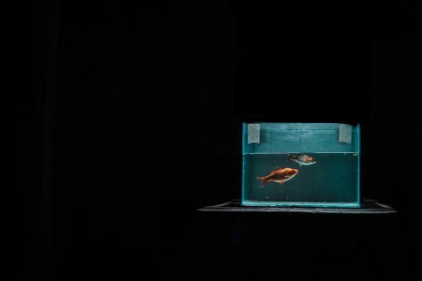 锦鲤-“夜灯”图片下载