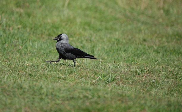 一只寒鸦在花园的草地上行走的可爱照片。图片下载