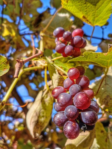 突出一串葡萄图片下载