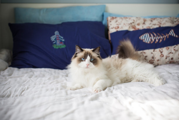 年轻美丽的纯种布娃娃猫在家里图片下载