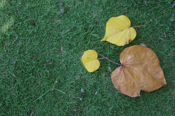落在草地上的枯叶图片下载