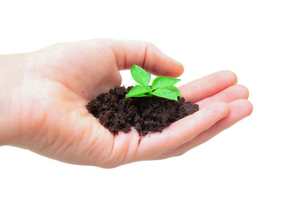 一把白色的土壤上有一个芽图片下载