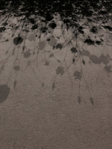 晚上花图片下载