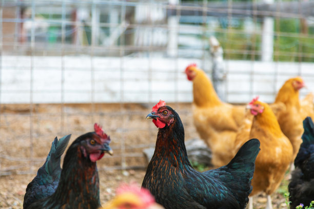 禽畜农场的鸡群图片系列图片下载