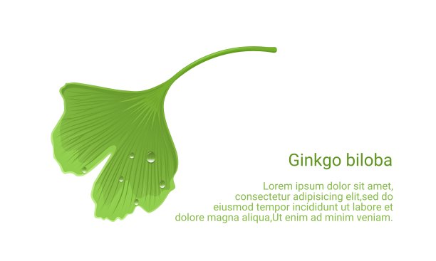 矢量插图，银杏叶分离的白色背景图片下载