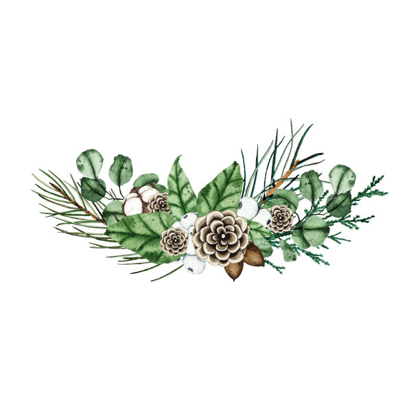 水彩圣诞冬季花束安排与冷杉枝，绿叶，松果，棉花。白色背景上孤立的冬季花束。植物绿化说明图片下载