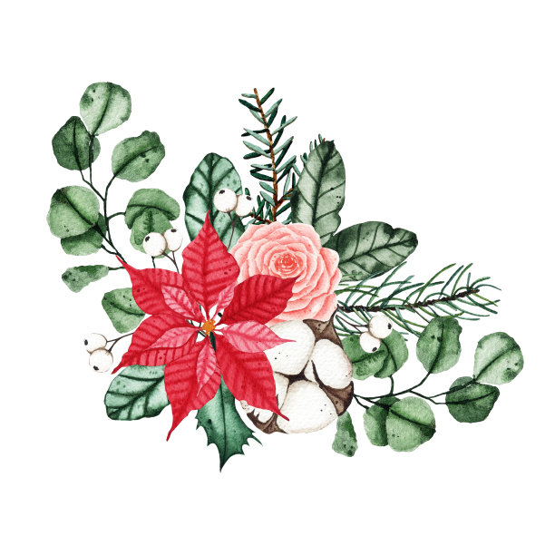 水彩圣诞冬季花束安排与冷杉枝，绿叶，一品红，棉花。白色背景上孤立的冬季花束。植物绿化说明图片下载