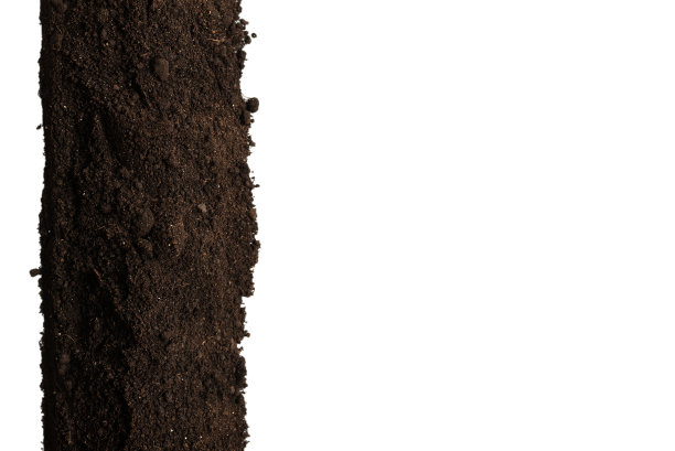 黑色土地上的植物孤立在白色的背景。框架。图片下载