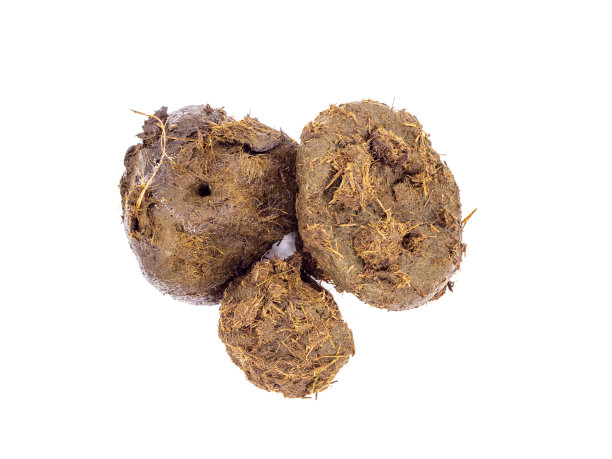 马粪孤立白色背景图片下载