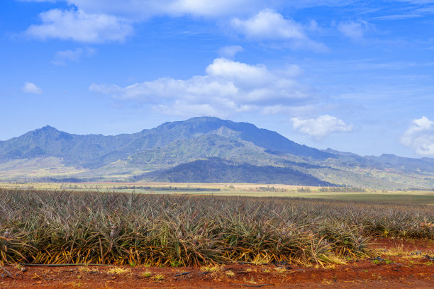 瓦胡岛菠萝字段图片下载
