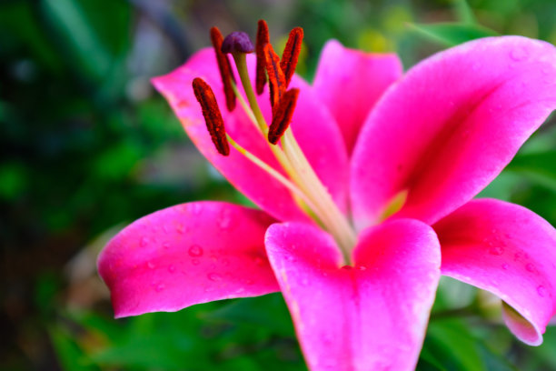明亮的洋红色百合花与棕橙色雄蕊在绿色叶子模糊的背景上，选择性聚焦。花的背景。图片后，屏幕保护程序，壁纸，明信片图片下载