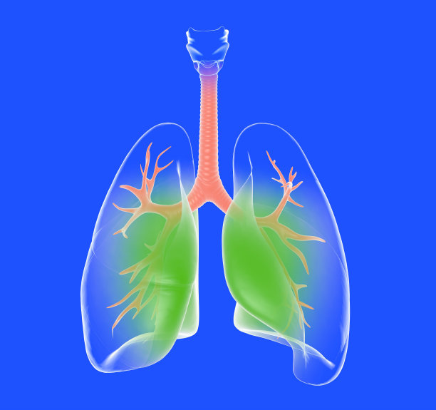 肺的三维透明解剖图。图片下载