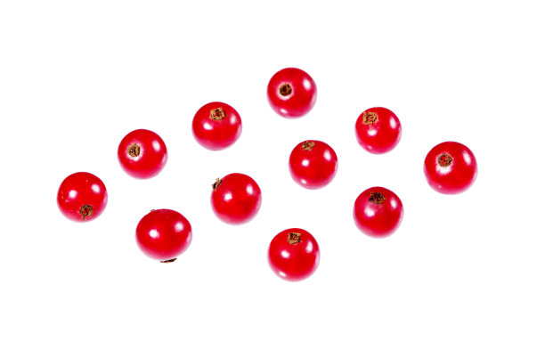 单个成熟的红醋栗浆果图片下载