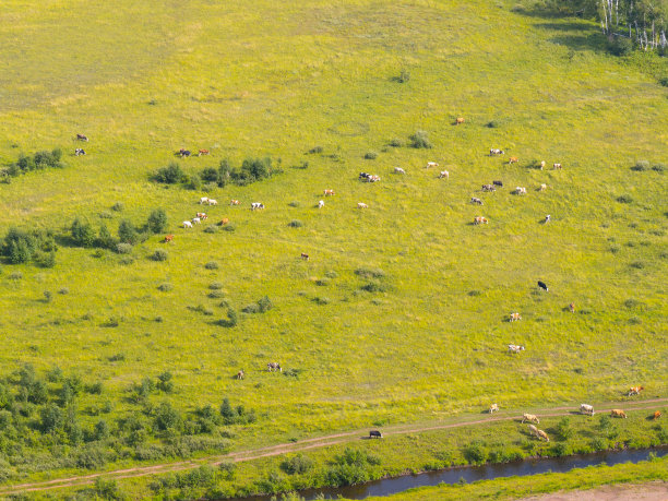 牛在田里吃草图片下载