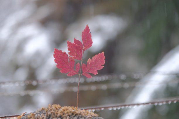 红色的叶子。干秋红叶图片下载