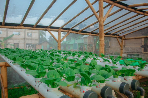 水培植物图片下载