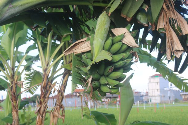 一棵香蕉树，由于果实已经开始生长，似乎已经倒下了图片下载