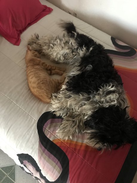 Churos和Haruka图片下载