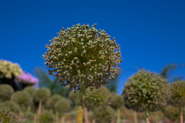长着种子的大洋葱的头。图片下载
