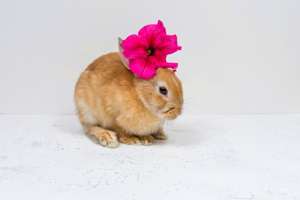 带着紫色花朵，白色背景的姜黄色小兔子。明信片的基础。题字的地方。图片下载