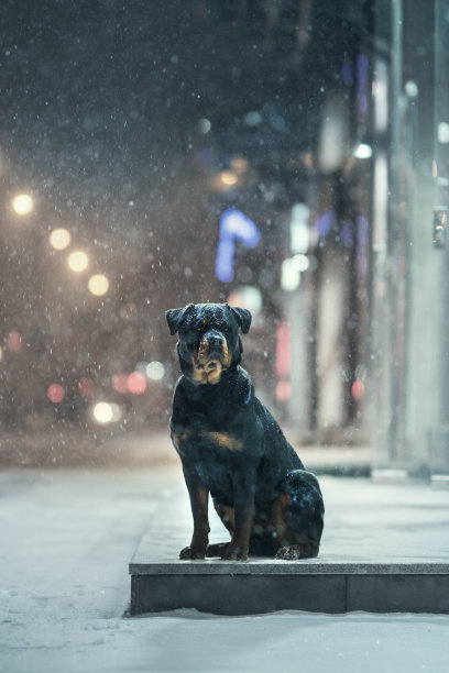 罗特韦尔犬的狗图片下载
