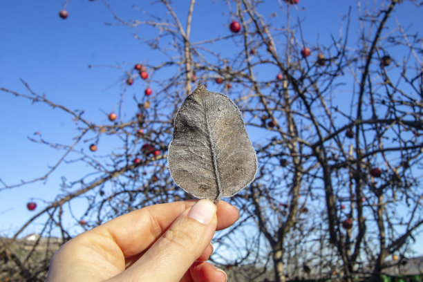 女人手中的一片叶子上结满了霜图片下载