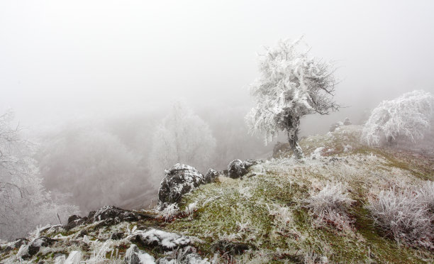 秋天森林里有黄叶在雪树和路的概念，原谅秋天，你好冬天，圣诞节，新年图片下载