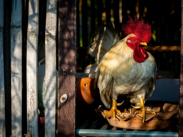 白色的公鸡平静地站着图片下载
