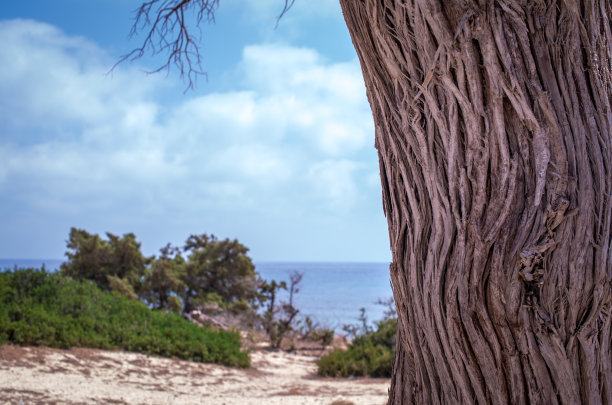 干枯的雪松，白沙，蓝水，沙滩，克里斯岛。图片下载