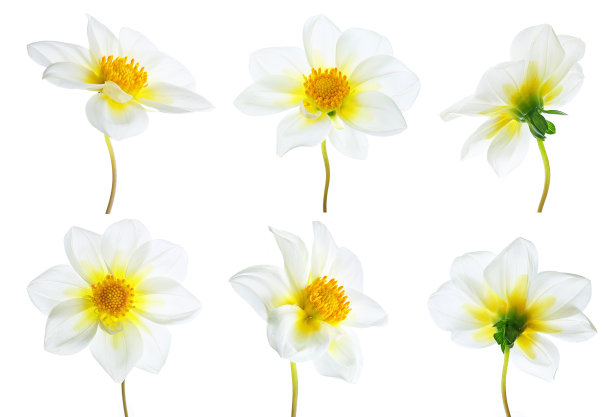 花套六白色大丽花不同不同的角度。图片下载