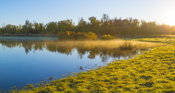 绿色的黄色芦苇沿着薄雾湖的边缘在明亮的阳光在秋天日出图片下载