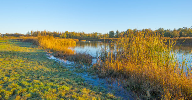 绿色的黄色芦苇沿着湖边在明亮的阳光下日出在秋天图片下载