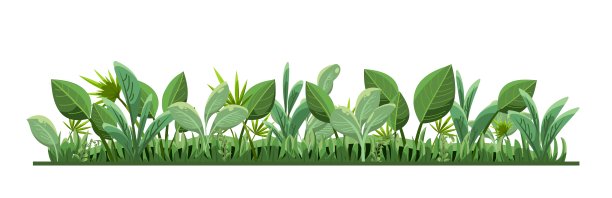 热带草本和灌木。丛林牧场。棕榈树的枝叶和宜人的夏日天气。孤立在白色背景。有趣的卡通风格。绿色的乡村景观。向量。图片下载