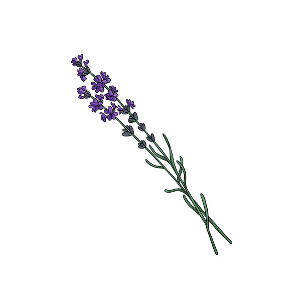 画薰衣草花孤立在白色的背景图片下载