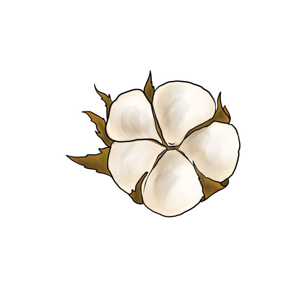 画棉荚孤立在白色背景图片下载