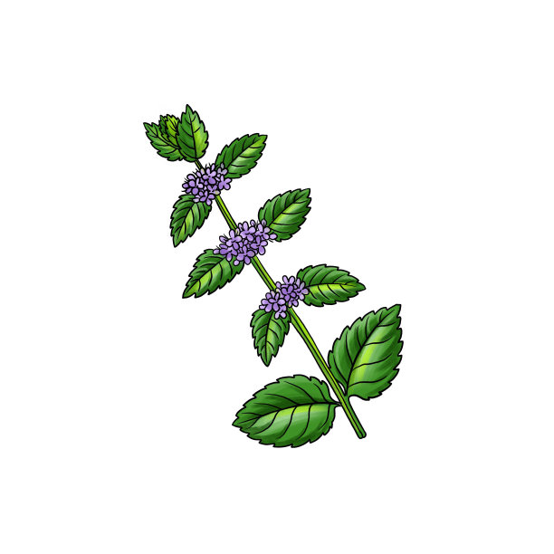 薄荷画植物图片下载