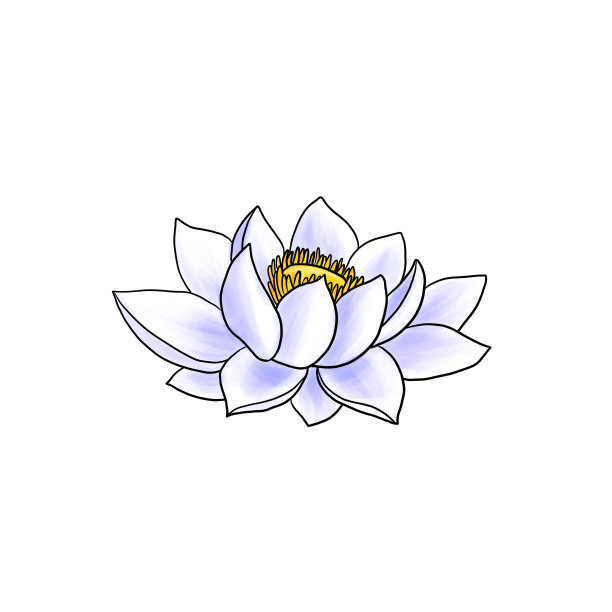 画白莲花，孤立于白底图片下载