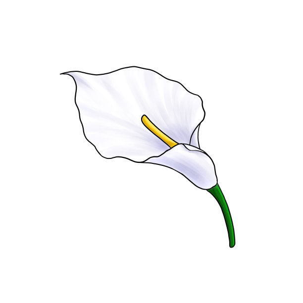 画在白色背景孤立的魔芋花图片下载