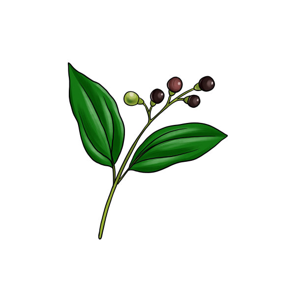 画樟树分枝孤立在白色背景图片下载