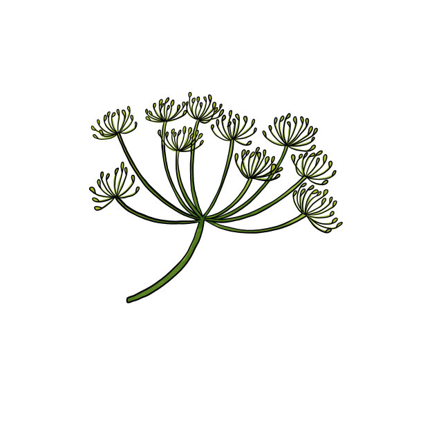 画白色背景下孤立的百里香花图片下载