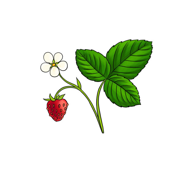 画植物的草莓孤立在白色的背景图片下载