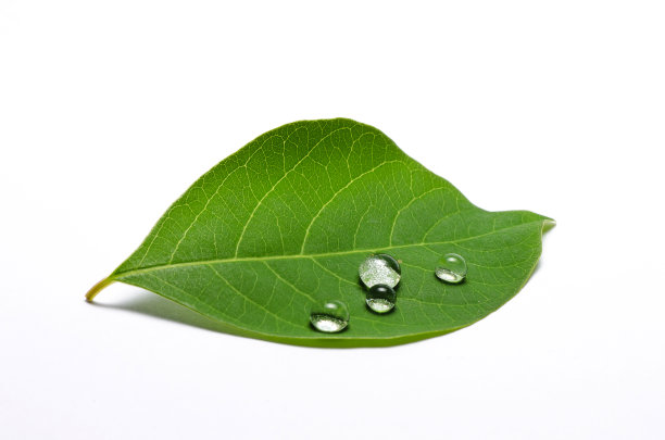白色背景上有水滴的叶子图片下载