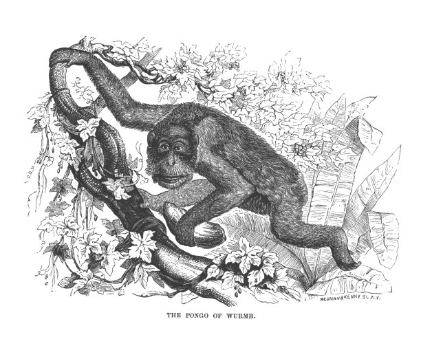 一只庞戈猩猩，古董雕刻插图图片下载