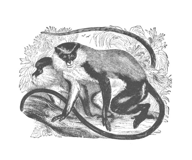 一对狮子尾猕猴，古董雕刻插图图片下载